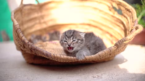 Lindos-Gatos-Pequeños-Tiran-Basura-En-La-Canasta-Aprendiendo-A-Caminar-Al-Aire-Libre