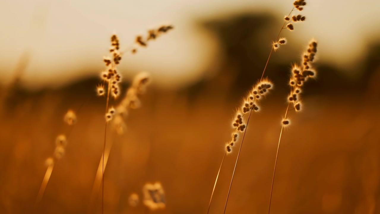 Close panoramic view of thin wild grass stalks and fuzzy seed heads swaying gently in warm golden hour backlight, with soft blur, shallow focus, and calm natural texture throughout frame