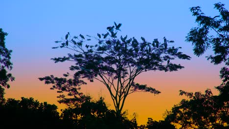 birds perched on a tree at sunrise/sunset