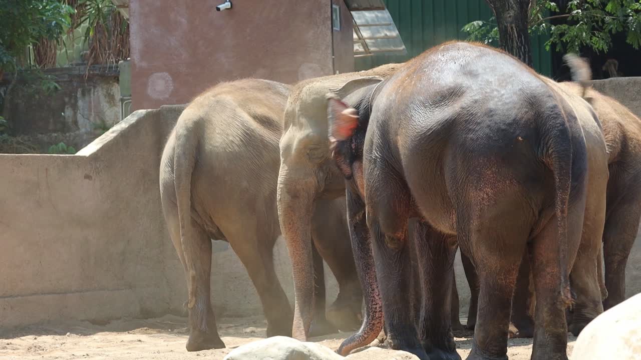 Elephants in a zoo enclosure