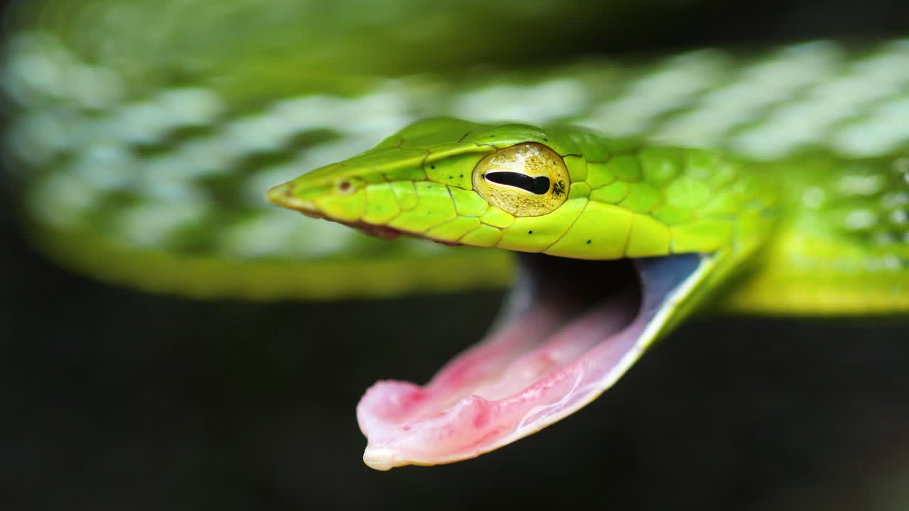 Green Vine snake in a attacking position in closeup found in the Western Ghats on India one of the arboreal snakes which is semi venomous and eats birds and reptiles , teeth are visible