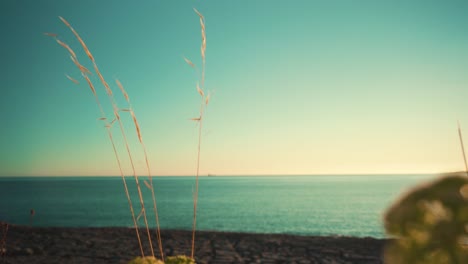 Roca-Del-Acantilado-De-La-Orilla-Del-Mar-Con-Primer-Plano-De-Vegetación-De-Plantas,-Paja-De-Avena-Al-Atardecer-Con-Cielo-Azul-4k