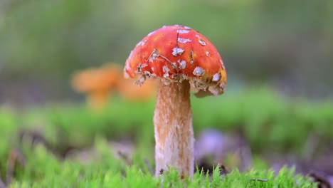 hongo agarico de mosca en un bosque.