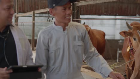 asian male farm owner and veterinarian holds a tablet walking together in shed to health check the cow herd