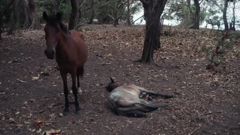 a horse guards his sleeping friend in a