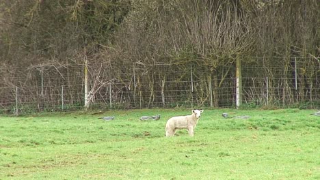 Spring-lamb-grazing-in-a-field-in-the-UK-while-pigeons-are-feeding-in-the-background