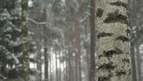 Schneefall-Im-Wald.-Birke-Im-Vordergrund