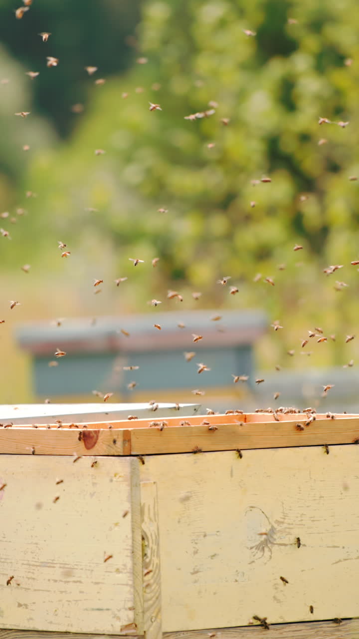 Numerous bees swarming around opened bee hives. Angry insects flying in the air annoyed by man's intrusion. Bee farm at blurred nature backdrop. Vertical video
