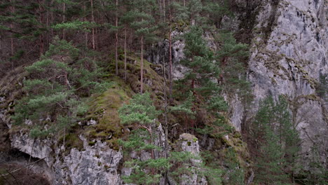 green pine forest on the mountain. steep cliffs with conifers. drone footage slide rotation