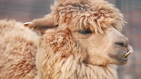 close-up of an alpaca