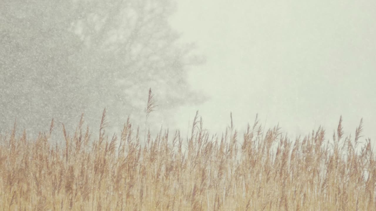 갈대 슬로우 모션 주변에 아름다운 푹신한 눈이 내립니다.