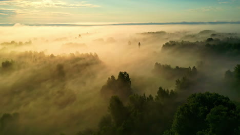 aerial tracking shot in front of foggy forest, on a sunny, summer morning