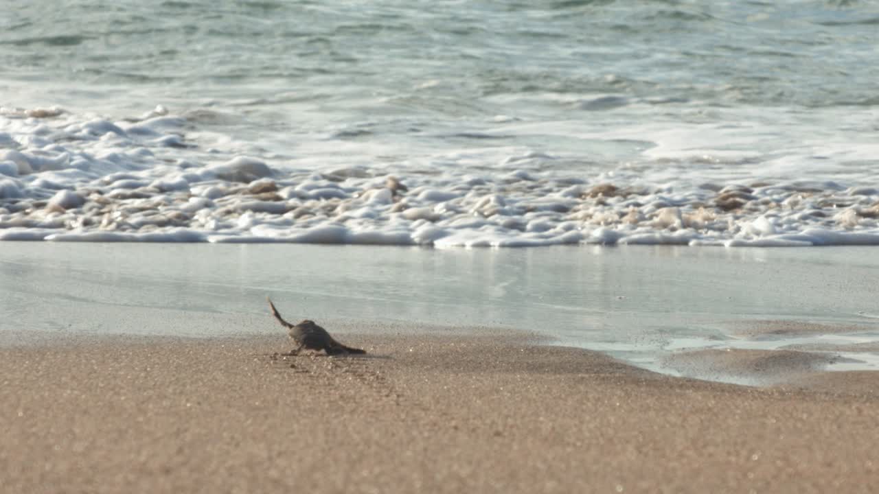 새로 태어난 바다 거북이 날개를 펄럭이고 슬로우 모션으로 파도 속으로 사라지고, 라니아케아 해변, 하와이