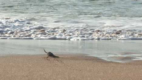 Newborn-sea-turtle-flapping-its-wings-and-disappearing-into-the-waves-in-slow-motion,-laniakea-beach,-Hawaii