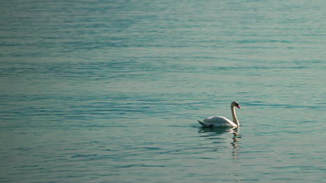 Swan-swimming-at-the-lake