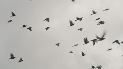 Gruppe-Von-Tauben,-Die-Gegen-Dramatischen-Himmel-In-Antigua-Guatemala-Fliegen