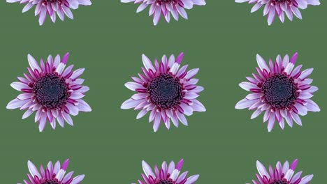 patrón con patrón de crisantemo en un fondo verde. gráficos de movimiento mínimo animación floral