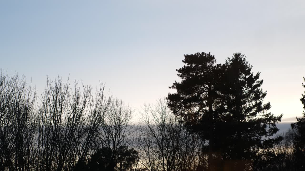 Silhouetted trees with beautiful sky in the background