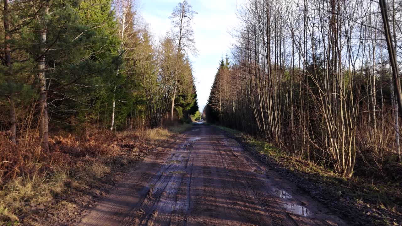 Endeløs skovvej på en solskinsdag, dolly fremadrettet visning