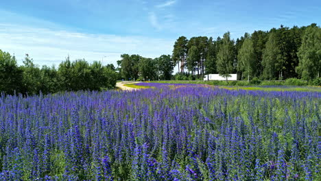 Aerial-drone-panning-shot-over-lupine-flowers-in-a-meadow-beside-a-highway-on-a-sunny-day-along-rural-countryside