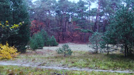 Forest-clearing-with-different-shades-of-leaves