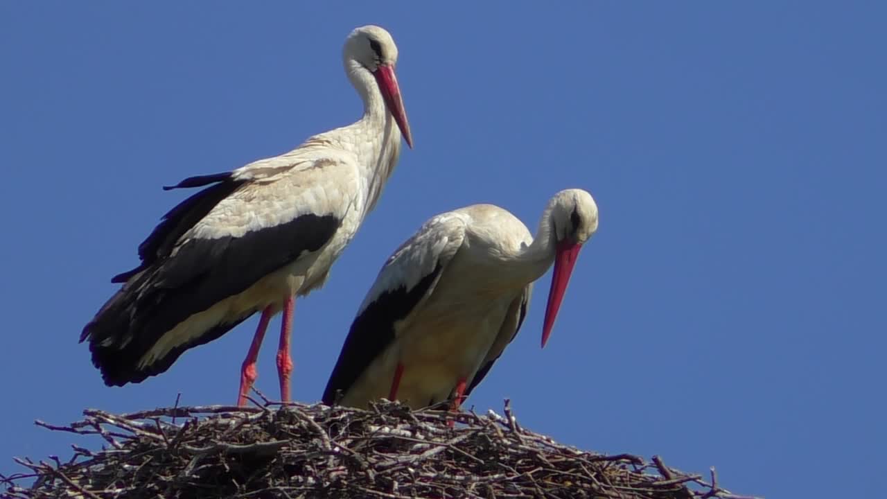 dos cigüeñas en un nido en brandeburgo con cielo azul