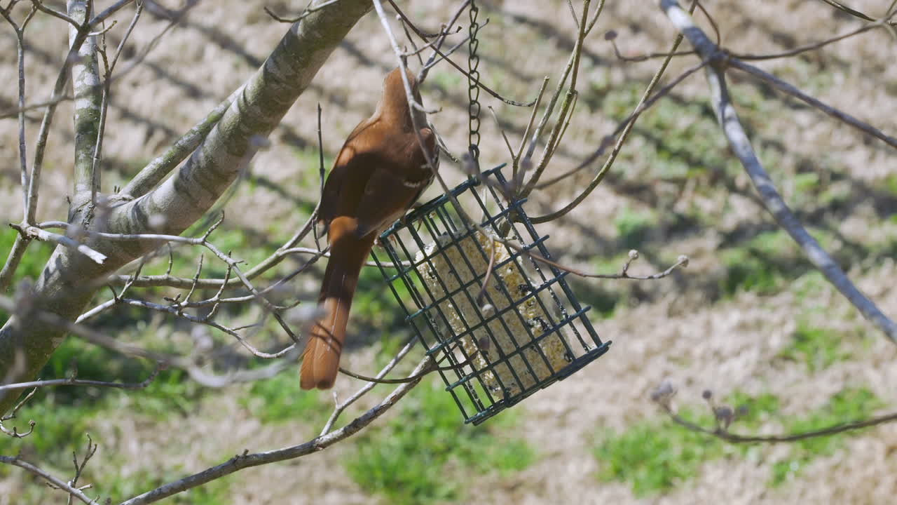 cuitlacoche marrón comiendo en un comedero para pájaros de sebo a fines del invierno en carolina del sur