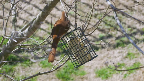 Brauner-Thrasher,-Der-Im-Spätwinter-In-South-Carolina-An-Einem-Talgfutterhäuschen-Frisst