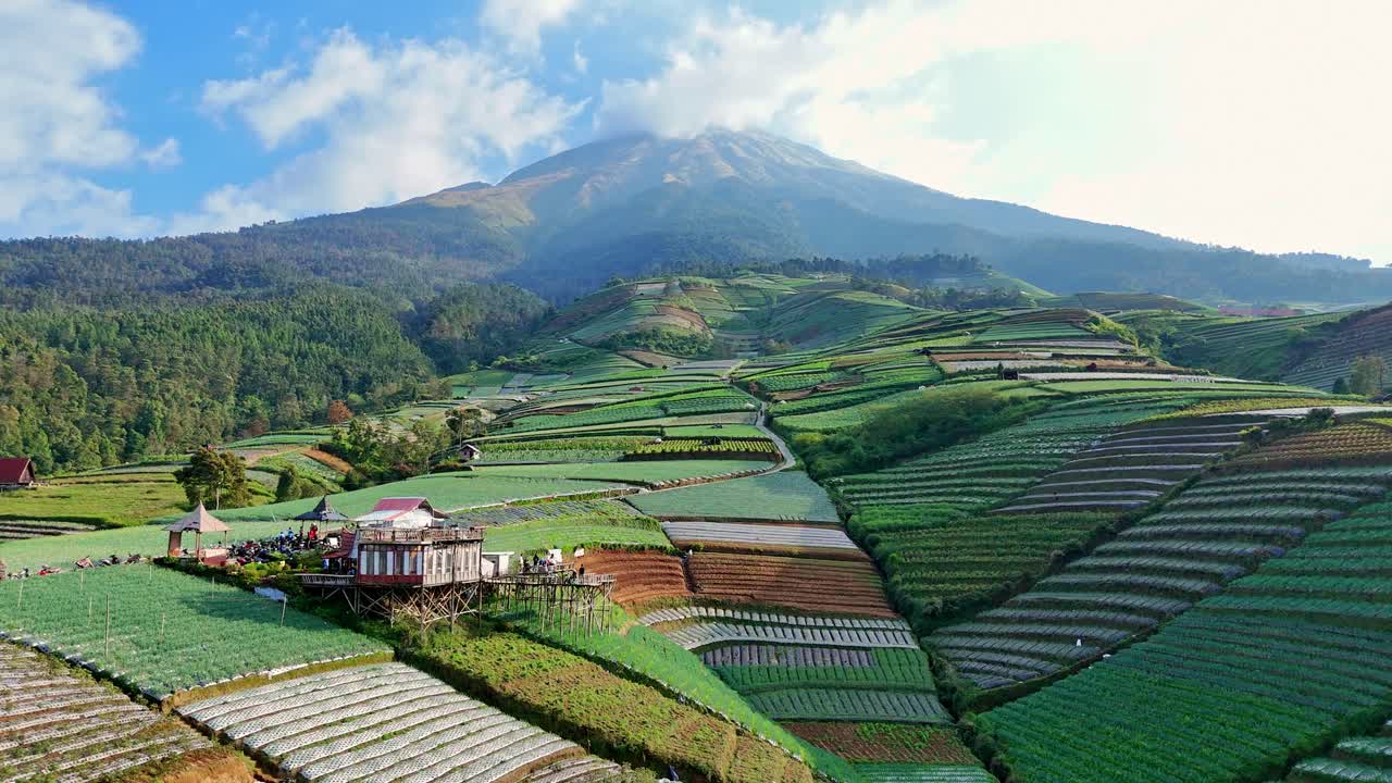 Stunning View of Terrace Farming on a Mountain Slope in Dieng Plateau, Indonesia