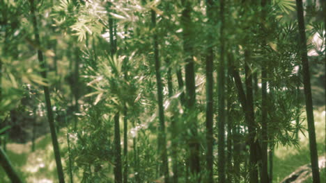 green bamboo forest in hawaii