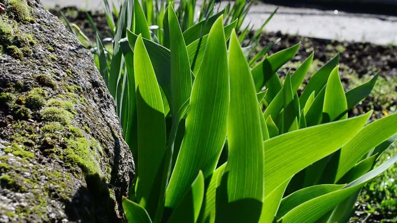 Tulips in a sunlight. Green bed, spring