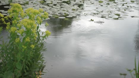 rain droplets into pond full of lilypads