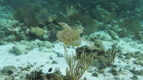 Tortuga-Marina-Nadando-A-Lo-Largo-De-Los-Arrecifes-De-Coral-En-El-Océano-Caribe-Azul