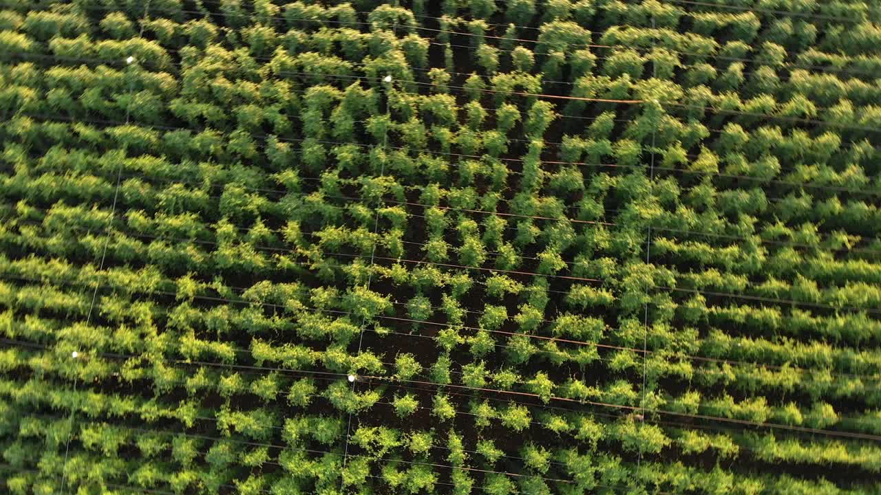 골든 아워에 홉 필드 위로 빠르게 회전하는 공중 하향식 샷