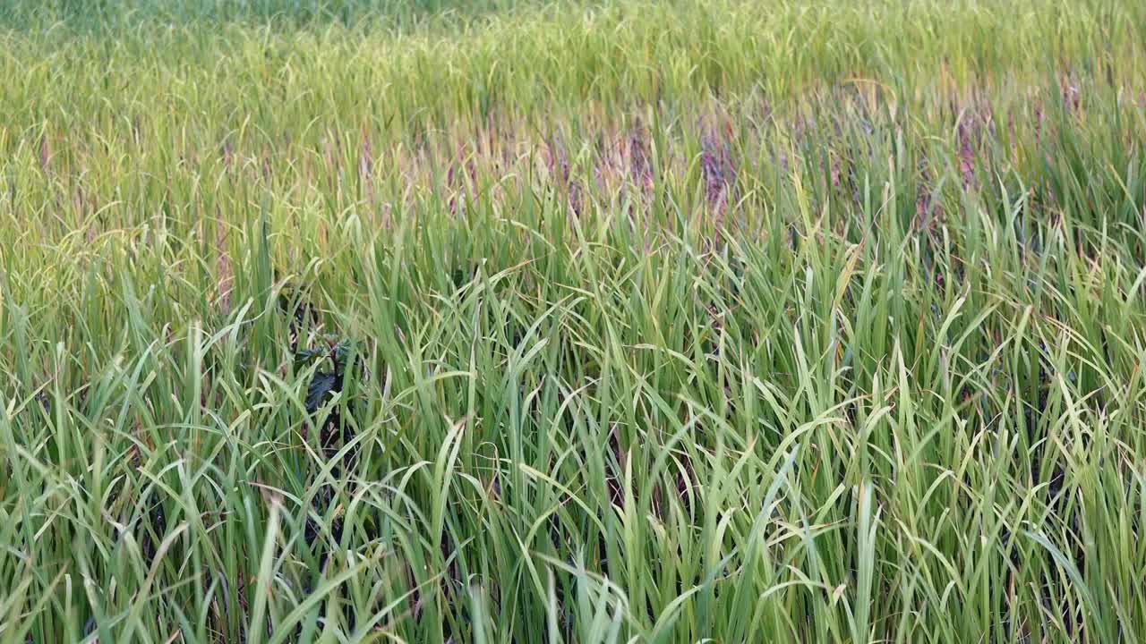 바람에 날리는 벼잎