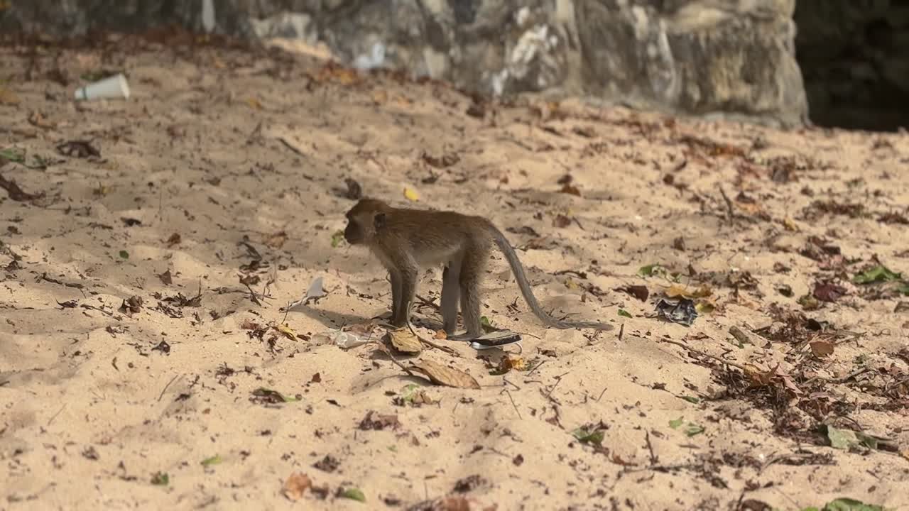Monkey Trail ad Ao Nang Beach, a Krabi, con una scimmia selvatica che cammina sulla sabbia vicino a rocce e alberi, creando una scena di natura selvaggia e viaggi tropicali