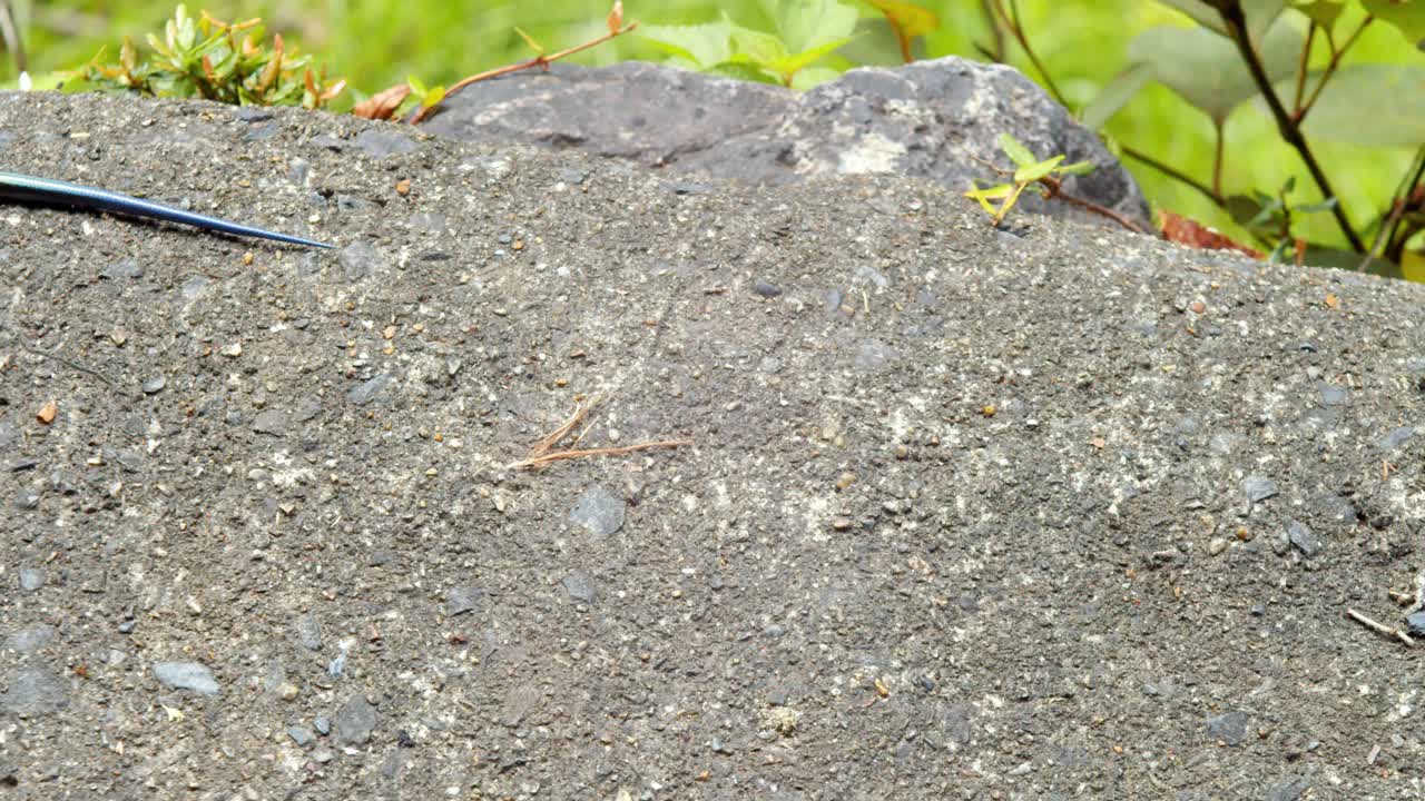 일본 교토의 강가에 있는 화려한 도마뱀 4k