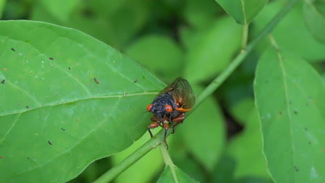 brood x cicada seen from front