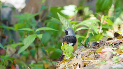 Alerted-Adult-Male-Daurian-Redstart-Bird-Flies-Up-From-Autumnal-Ground