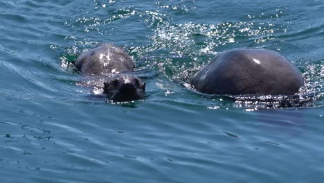 pair of otters swimming side by side in monterey bay, california