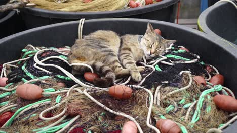 huge plastic basket containing fishing nets at the port, above the nets a small gray cat half asleep