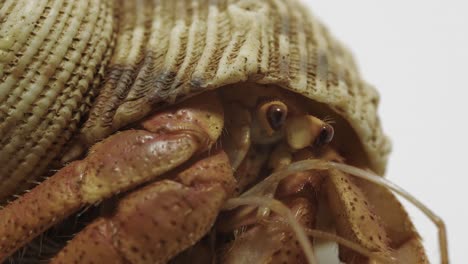 hermit crab actively moving its antennae