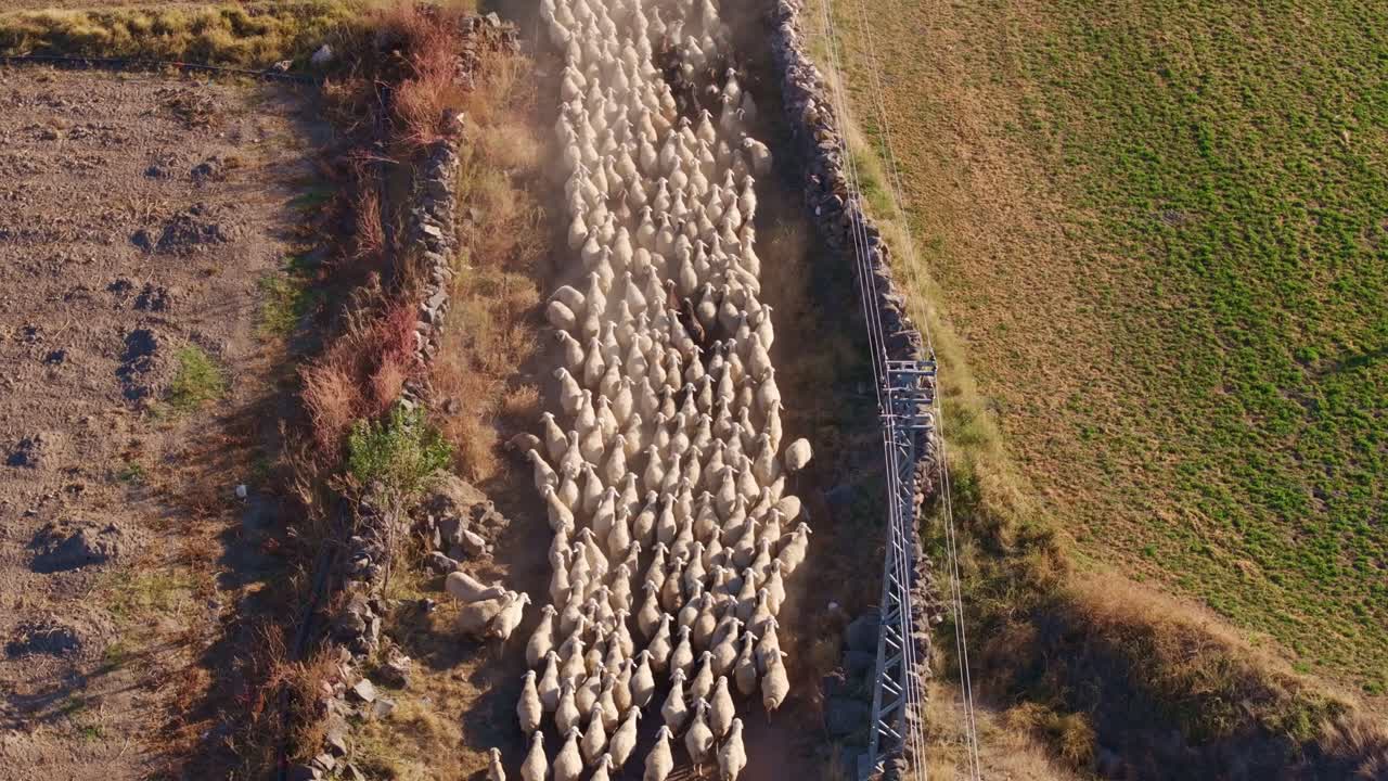 Un gregge di pecore segue il loro pastore attraverso i campi di Kayseri, Turchia.