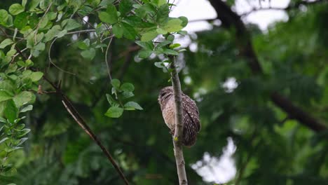 facing to the left roosting in between branches then moves its head around and to the right to see what's going on, spotted owlet athene brama, thailand