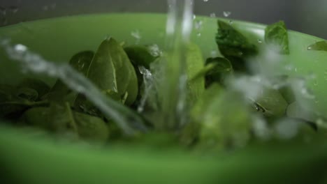 corriente de agua que cae entre hojas verdes de espinacas tiernas en un recipiente de plástico creando una pequeña fuente como efecto, cámara lenta