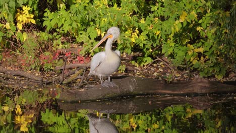 Der-Krauskopfpelikan-(Pelecanus-Crispus)-Ist-Das-Größte-Mitglied-Der-Pelikanfamilie-Und-Vielleicht-Der-Größte-Süßwasservogel-Der-Welt,-Obwohl-Er-In-Gewicht-Und-Länge-Mit-Den-Größten-Schwänen-Konkurriert.