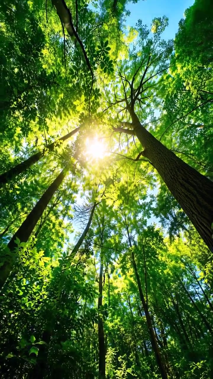 Vista dal suolo della foresta guardando verso l'alto i tronchi d'albero alti che circondano una fitta chioma verde, con la luce solare intensa che filtra attraverso le foglie e creando un