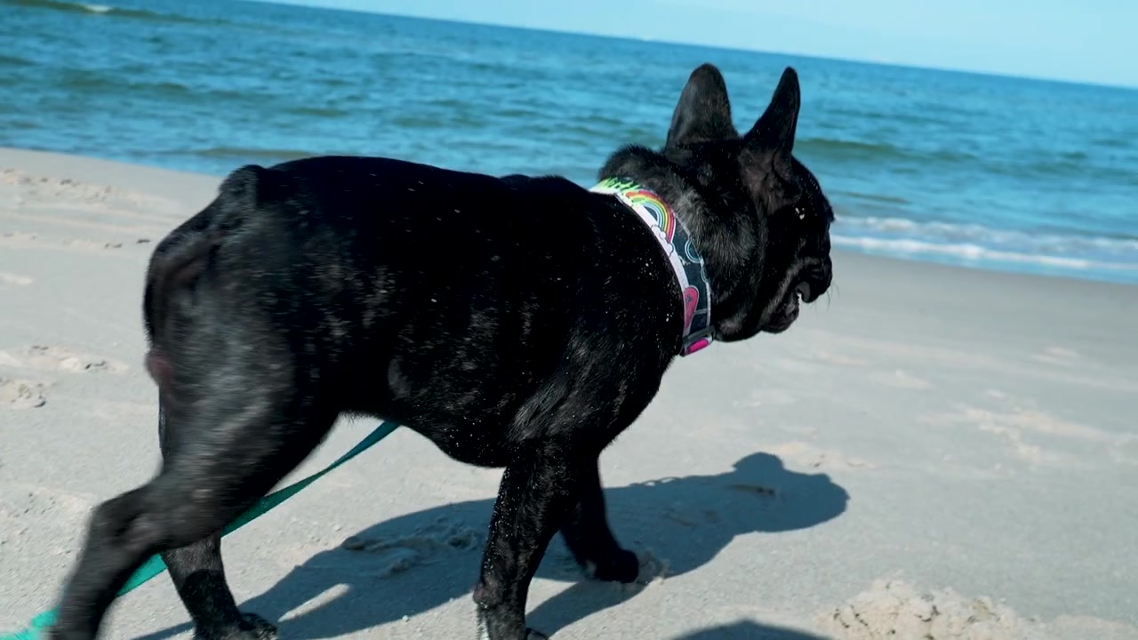 A black French bulldog on a leash walks along the white sand of Osetnik beach in Poland. Authentic pet travel and wellness lifestyle scene.