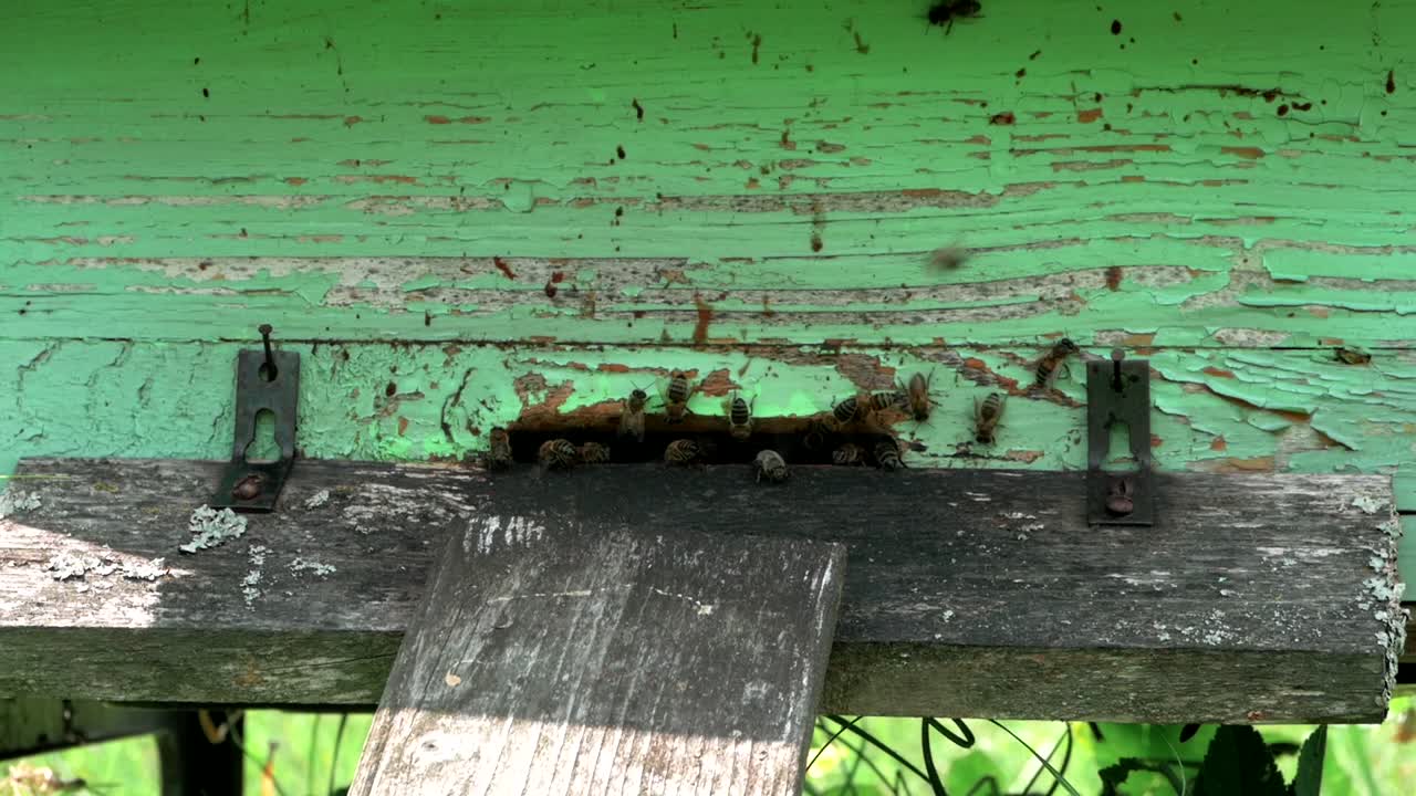 primer plano de abejas volando hacia una colmena de abejas verde y vieja después de tomar néctar de las flores
