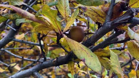 Cerrar-La-Fruta-Silvestre-De-Níspero-En-El-Bosque-De-Irán-En-La-Lluvia-De-Otoño